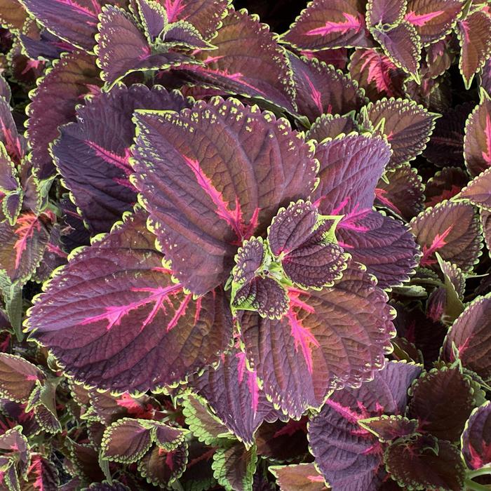 Main Street Franklin Street - Coleus