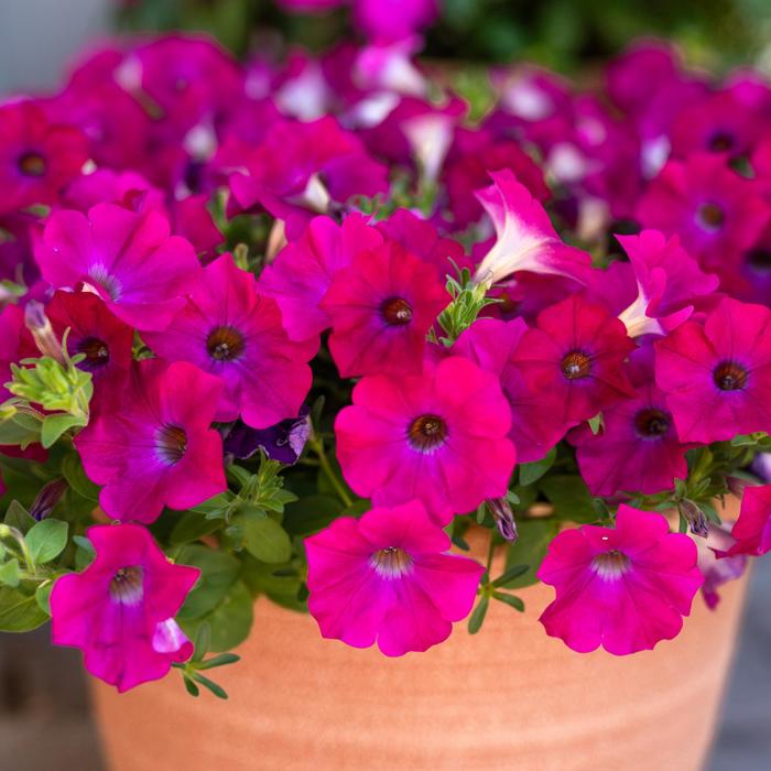 SuperCal&reg; Blue Eyed Rose - Petchoa