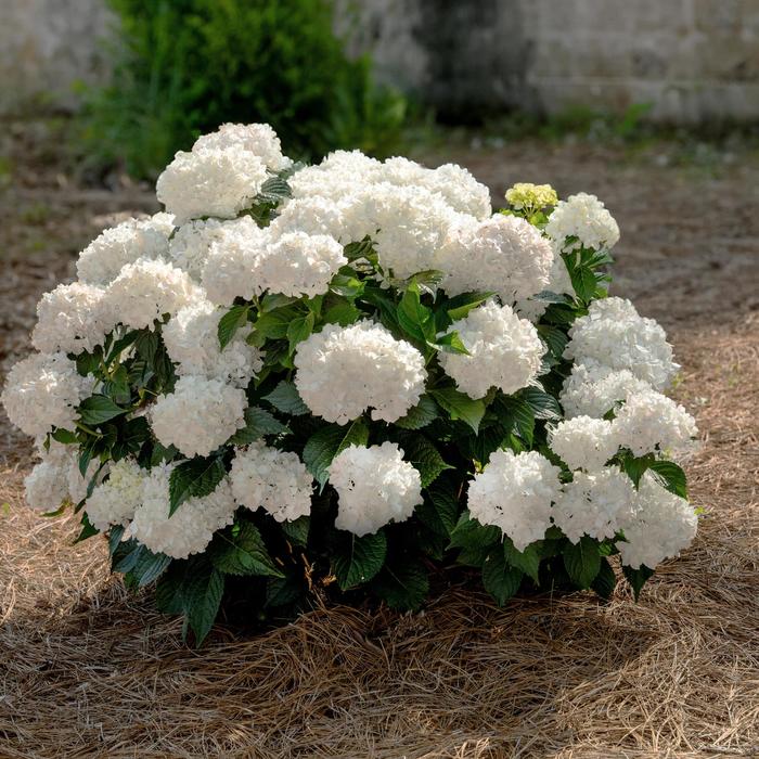 Endless Summer® Dreamcloud® Bigleaf Hydrangea - Hydrangea macrophylla