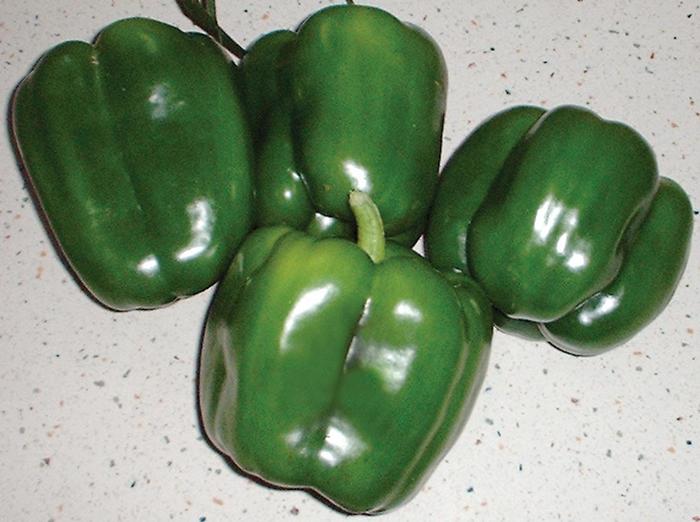 Pepper, Sweet Bell - Capsicum annuum 'Revolution' Pepper, Sweet Bell - Capsicum annuum 'Revolution'