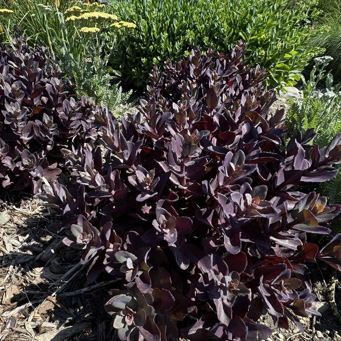 Stonecrop - Sedum 'Wineberry Delight' 