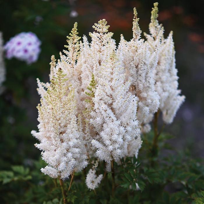 False Spirea - Astilbe 'You and Me Together&reg;' 