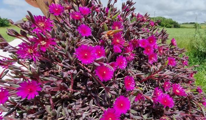 Ice Plant - Delosperma x 'Desert Dancers Purple' 