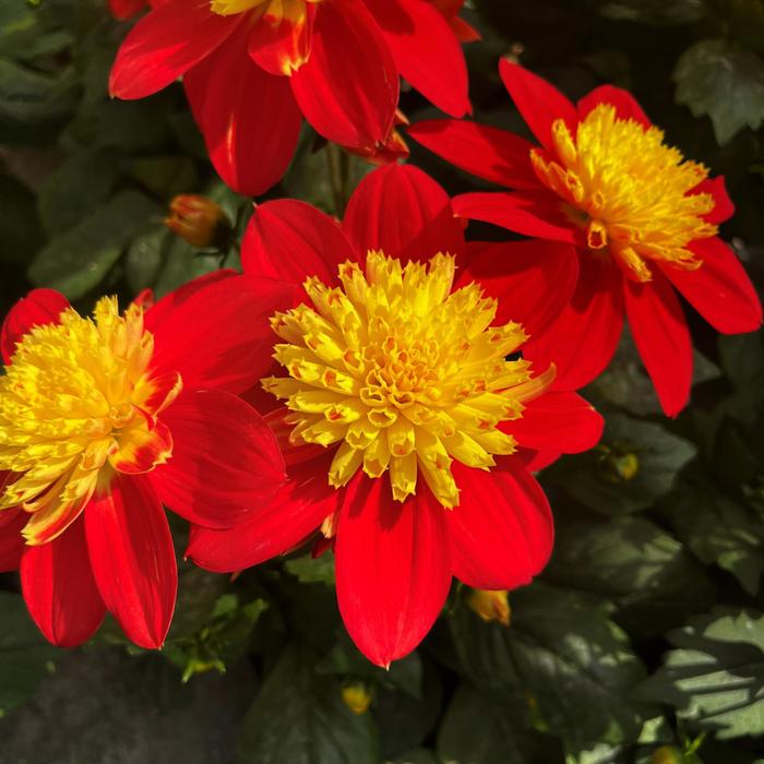 Venti™ FireBurst - Dahlia Venti™ FireBurst - Dahlia