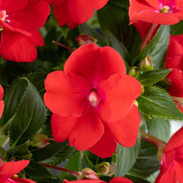 Sol Luna Prime&trade; Red - Impatiens, New Guinea