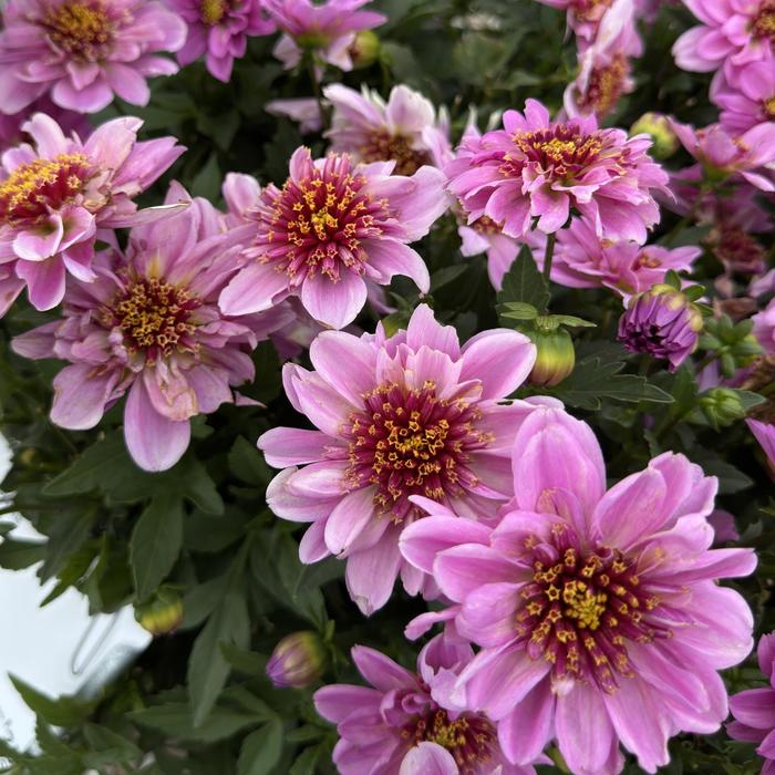 Venti™ PinkBurst - Dahlia Venti™ PinkBurst - Dahlia