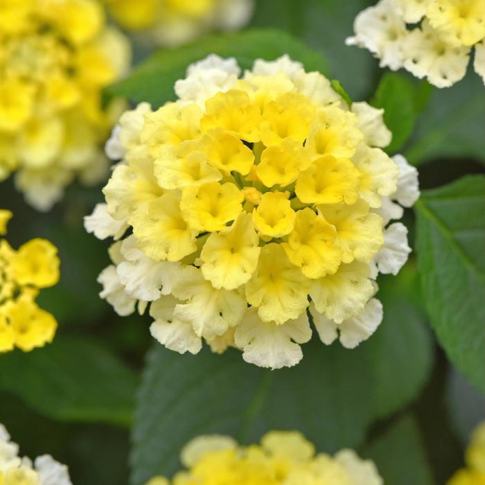 Shamrock&trade; Lemon Glow - Lantana