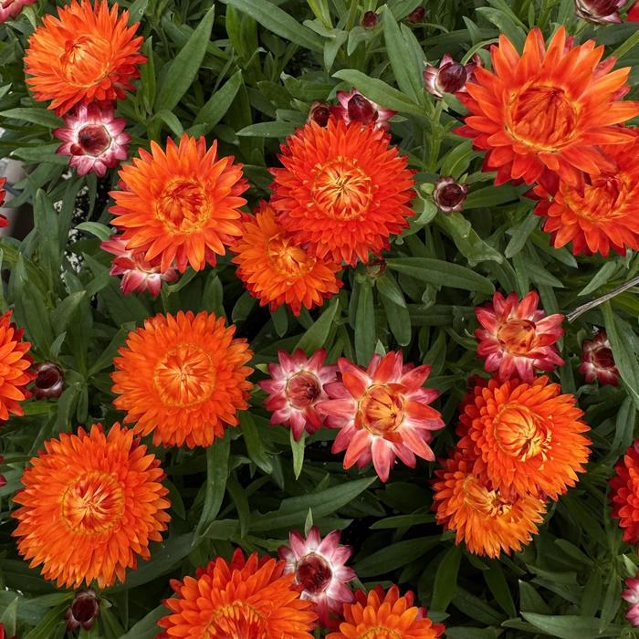 SunBrero Orange Strawflower - Bracteantha SunBrero Orange Strawflower - Bracteantha
