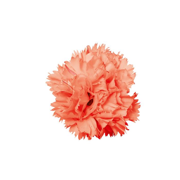 Vivacia™ Orange - Dianthus