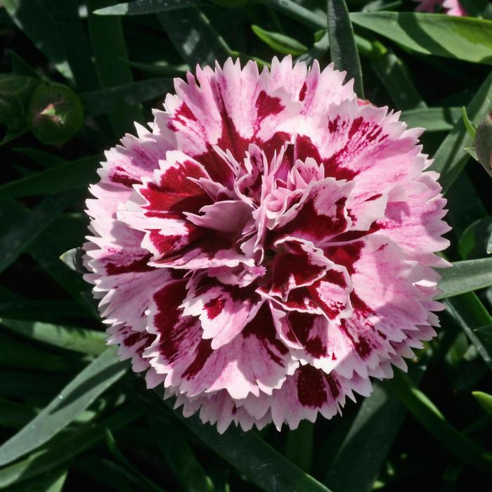 DiaDeur&trade; Velvet with White - Dianthus