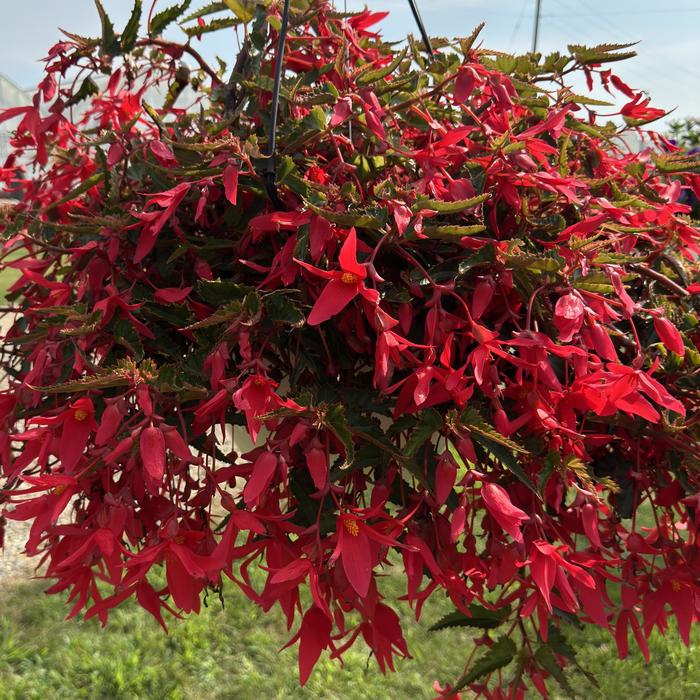 Waterfalls&reg; Encanto Pink - Begonia