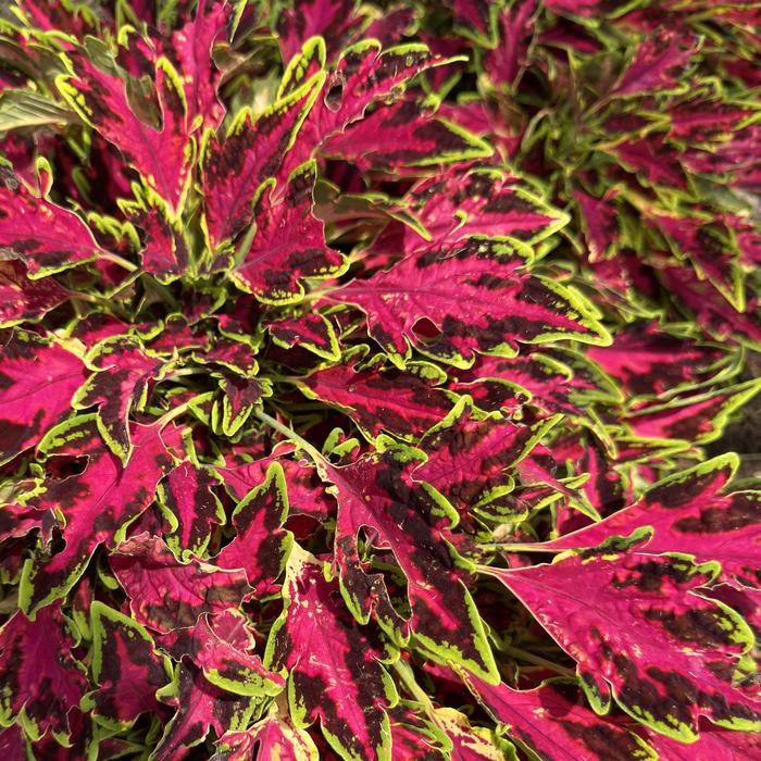 TerraScape™ All That Lava - Coleus