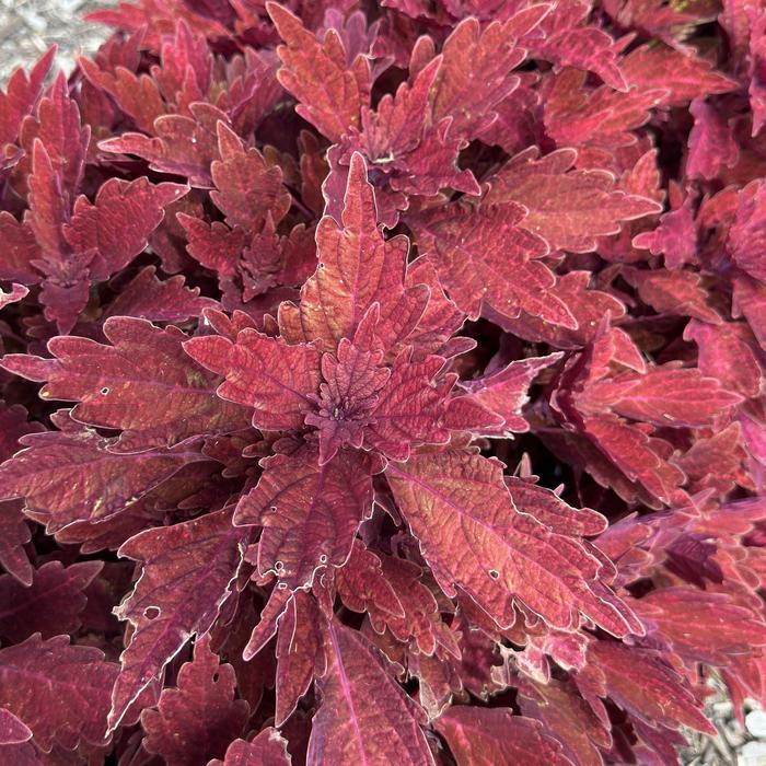 TerraScape™ Paprika - Coleus