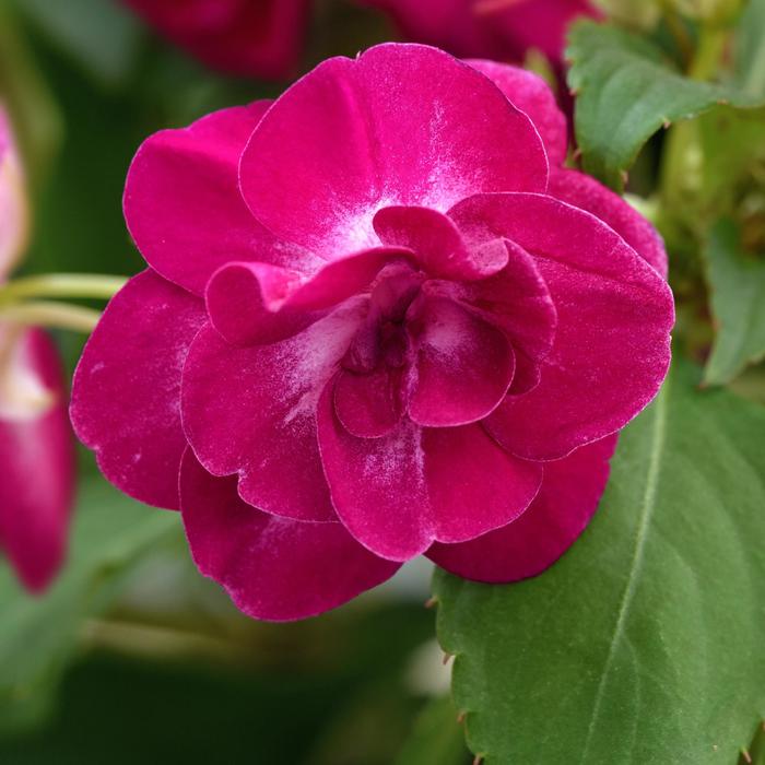 Glimmer&trade; Purple Stardust - Impatiens, Double