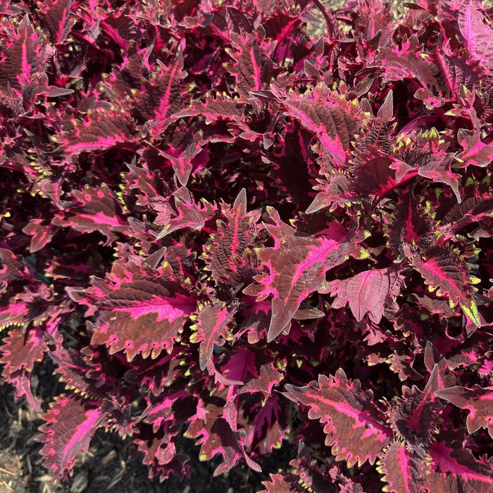 TerraScape™ Pink Ribbons - Coleus