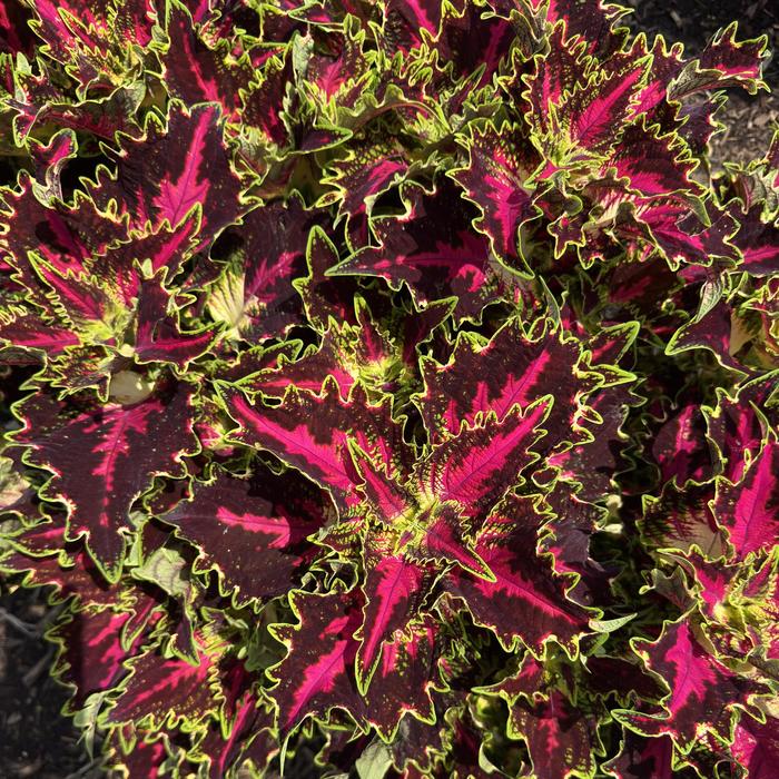TerraScape™ Royal Delight - Coleus