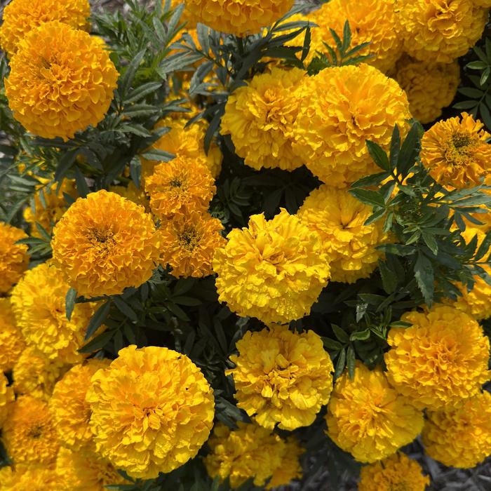 Taishan&reg; Gold - Marigold