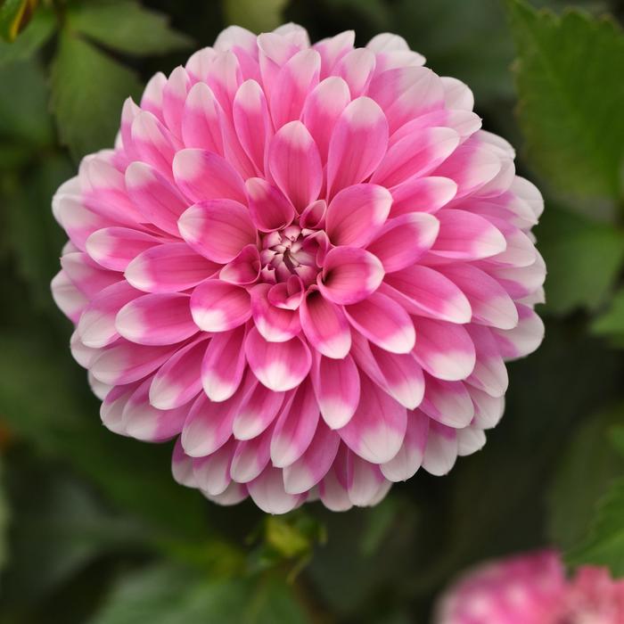 Dalaya&reg; Pink Lace - Dahlia