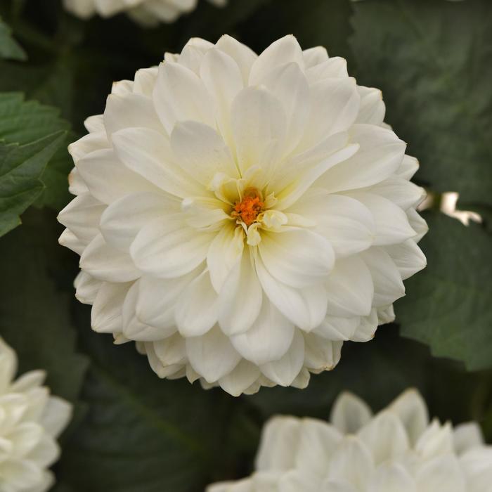 Dalaya® White - Dahlia Dalaya® White - Dahlia