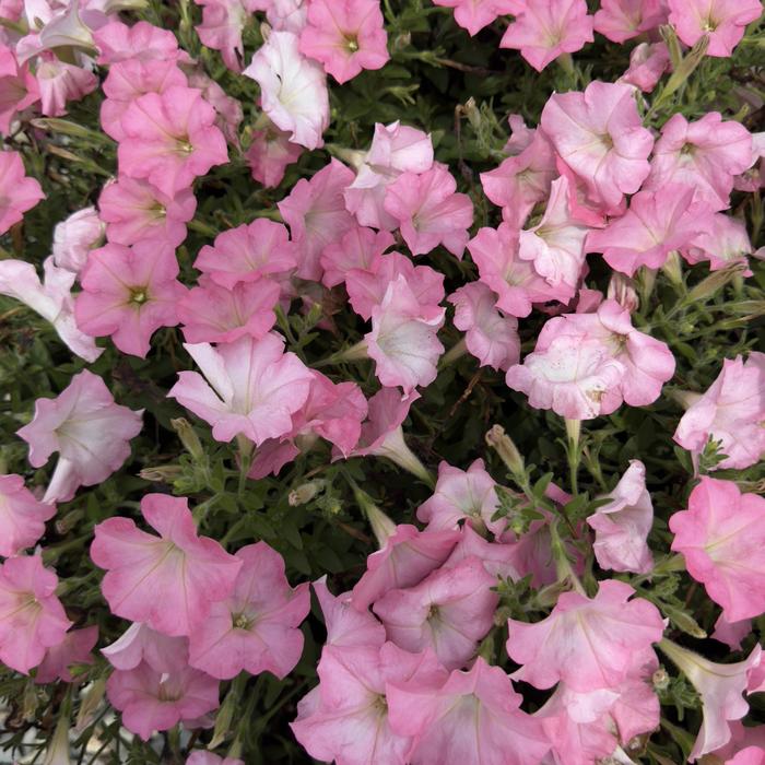 Surfinia&reg; Heavenly Cashmere Pink - Petunia