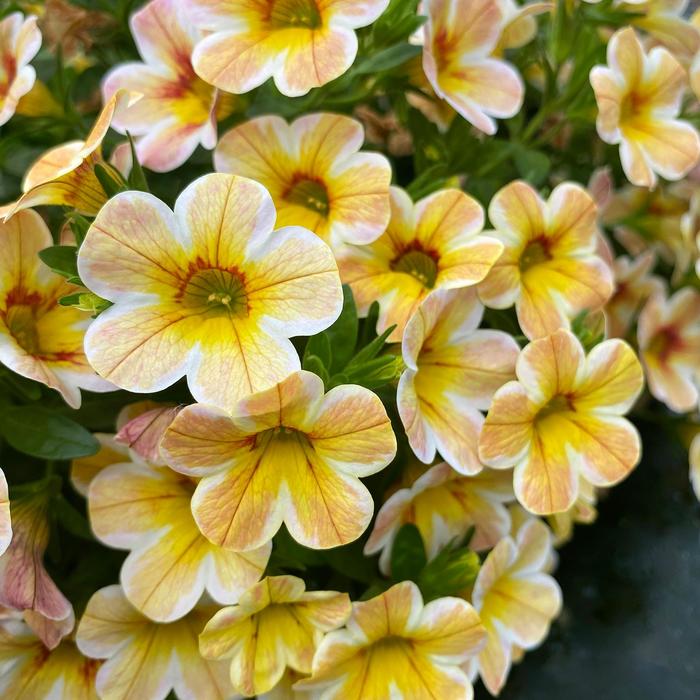Caliloco&reg; Caramel - Calibrachoa