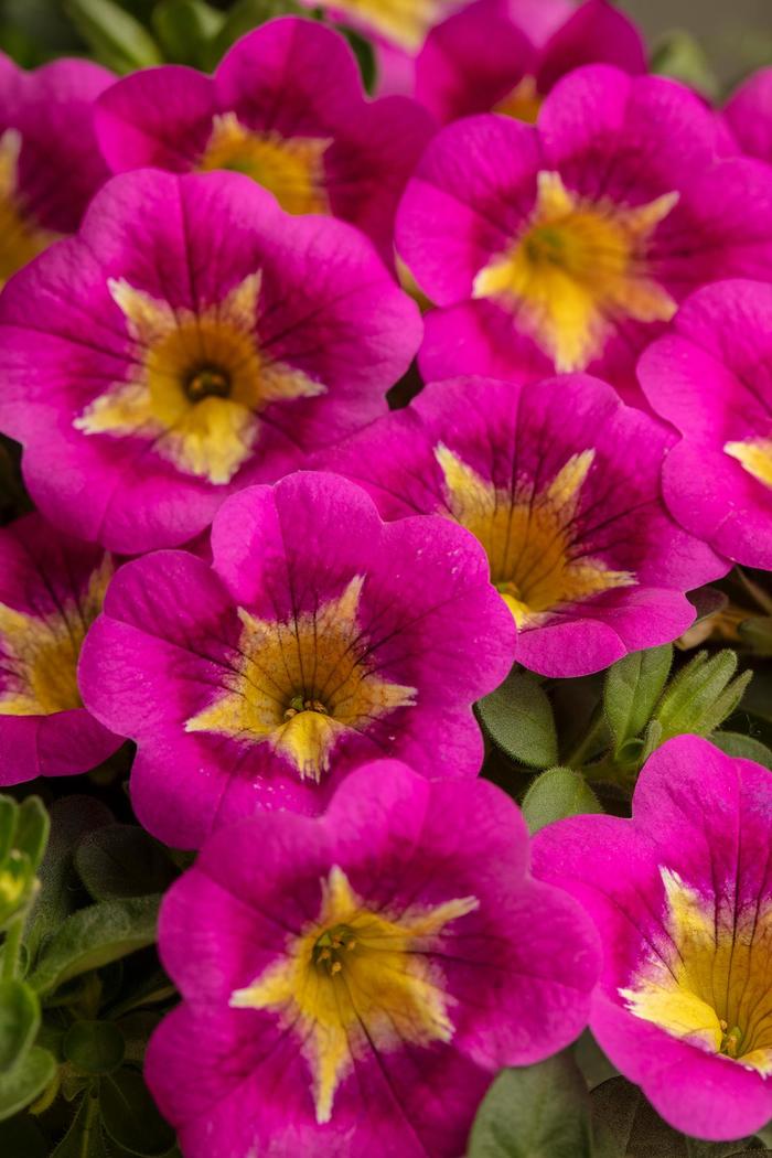 Caliloco&reg; Razzle Dazzle - Calibrachoa