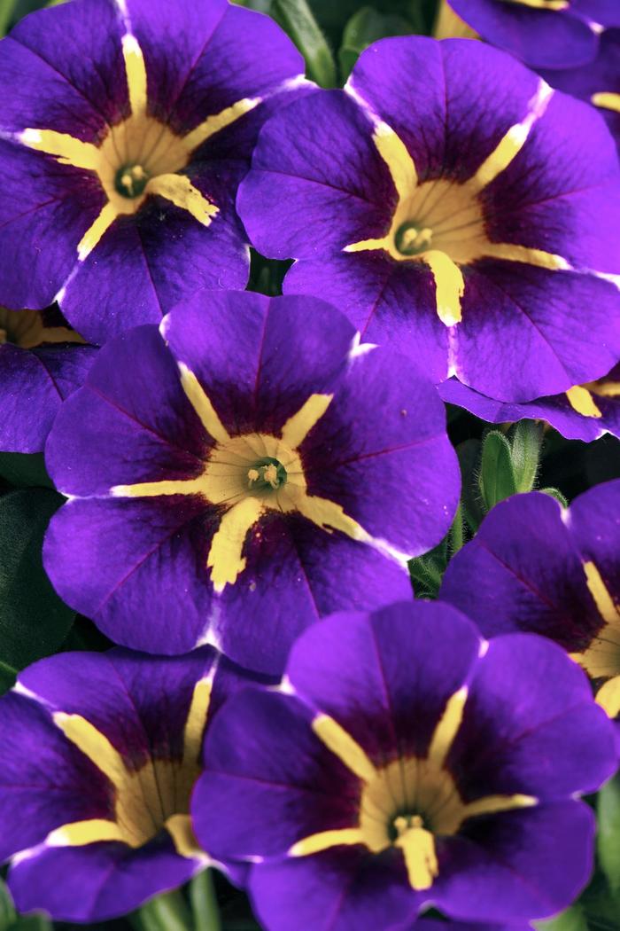 Caliloco&reg; Starfire Blue Improved - Calibrachoa