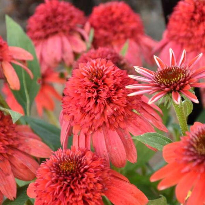 Coneflower - Echinacea Double Dipped&trade; 'Jamberry'
