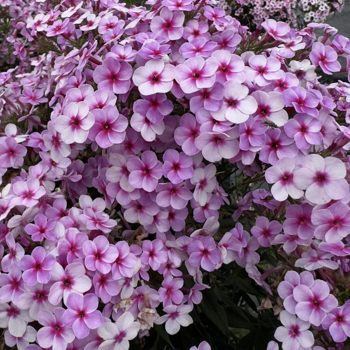 Garden Phlox - Phlox paniculata 'Early Lavender Pop' 