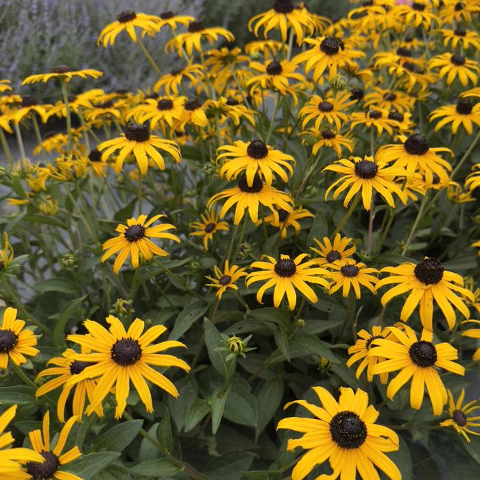 Black-Eyed Susan - Rudbeckia fulgida var. sulivanttii 'Goldblitz' 