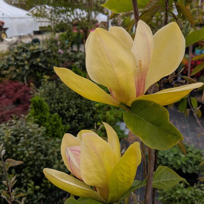 'Sunsation' - Magnolia 'Sunsation' - Magnolia