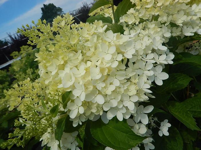 'Phantom' - Hydrangea paniculata