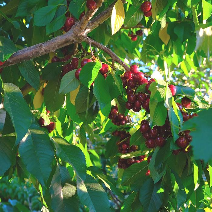 'Bing' Cherry - Prunus avium