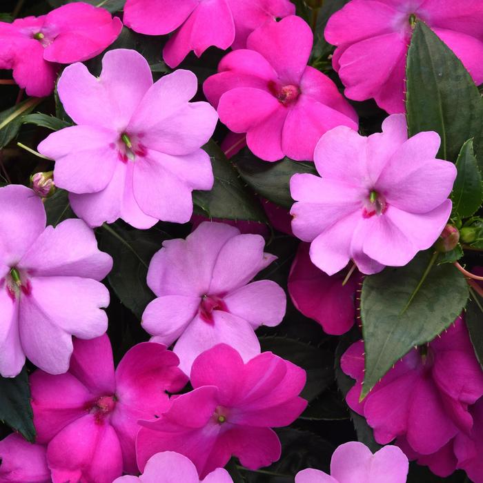 Solarscape&reg; XL Brilliant Gems Mix - Impatiens, Sunpatiens
