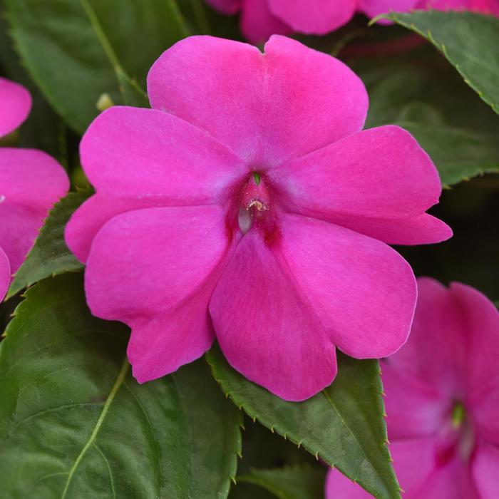 Solarscape&reg; XL Pink Jewel - Impatiens, Sunpatiens