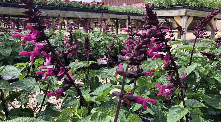 Rockin' Series of Salvia: A Gardener's Delight