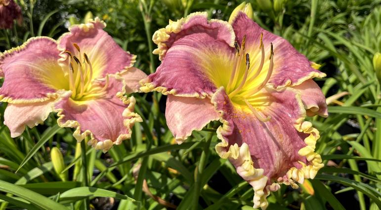 The Beauty and Resilience of Daylilies