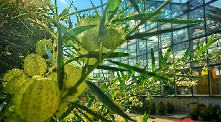 Hairy Balls Milkweed