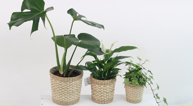 The Art of Houseplant Persuasion