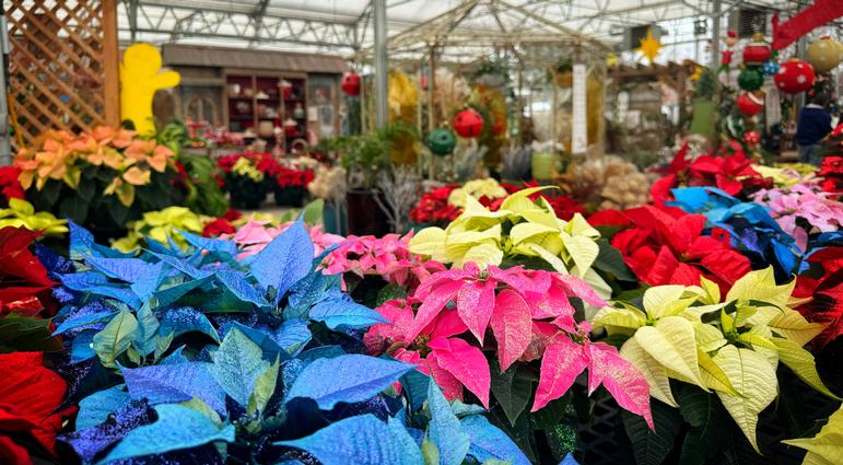 Poinsettias, not just for Christmas