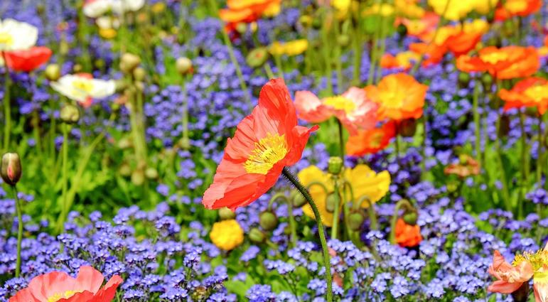 Planting the Color Wheel Part 3: Triadic Colors