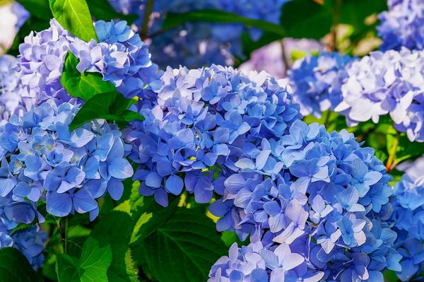 Selecting, Planting, Pruning and Caring for Hydrangeas