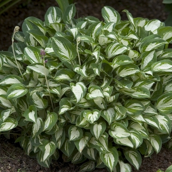 Hosta 'Pandora's Box' - Plantain Lily