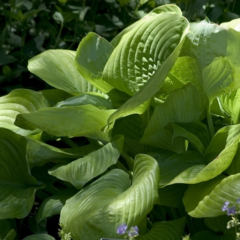 Hosta 'Sum and Substance' - Plantain Lily