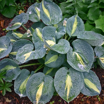 Hosta 'Thunderbolt' - Plantain Lily