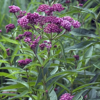Asclepias incarnata 'Cinderella' - Butterfly Weed