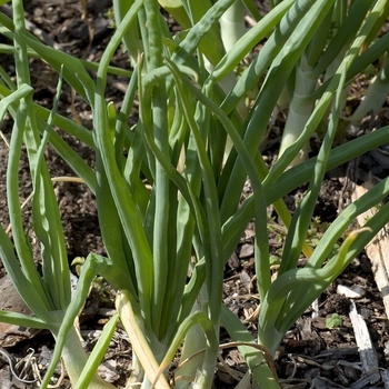 Allium cepa 'Walla Walla' - Onion