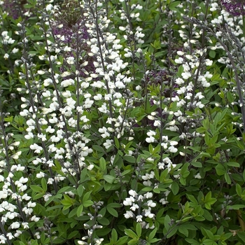 Baptisia alba - Wild Indigo