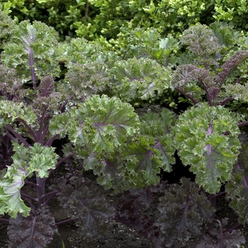 Brassica oleracea 'Redbor' - Flowering Kale