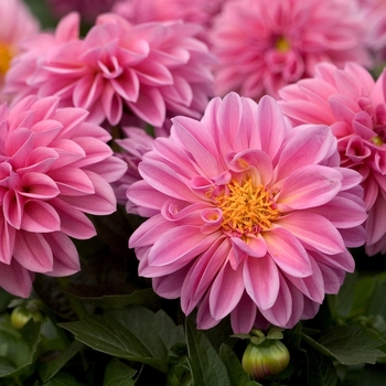 Dahlia - Dahlietta&reg; Emily